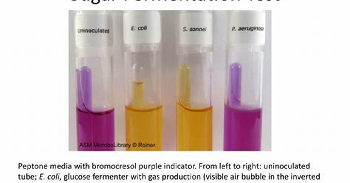 Glucose Fermentation Test