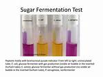 Glucose Fermentation Test