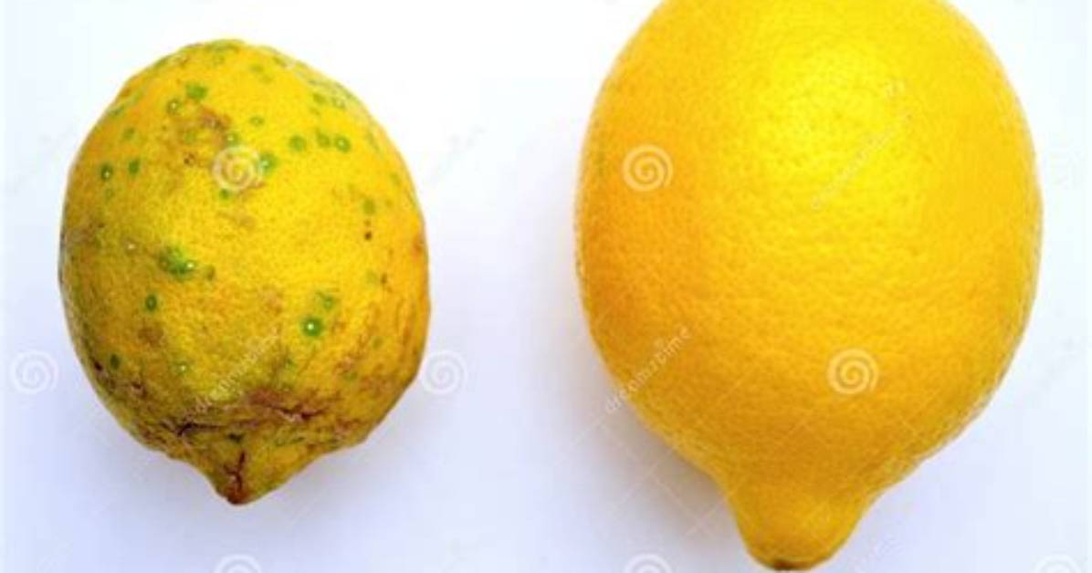 Gmo Lemons