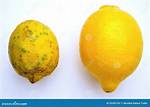 Gmo Lemons