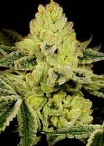 God Bud Strain