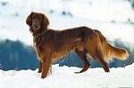 Golden Setter