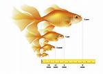 Goldfish Size