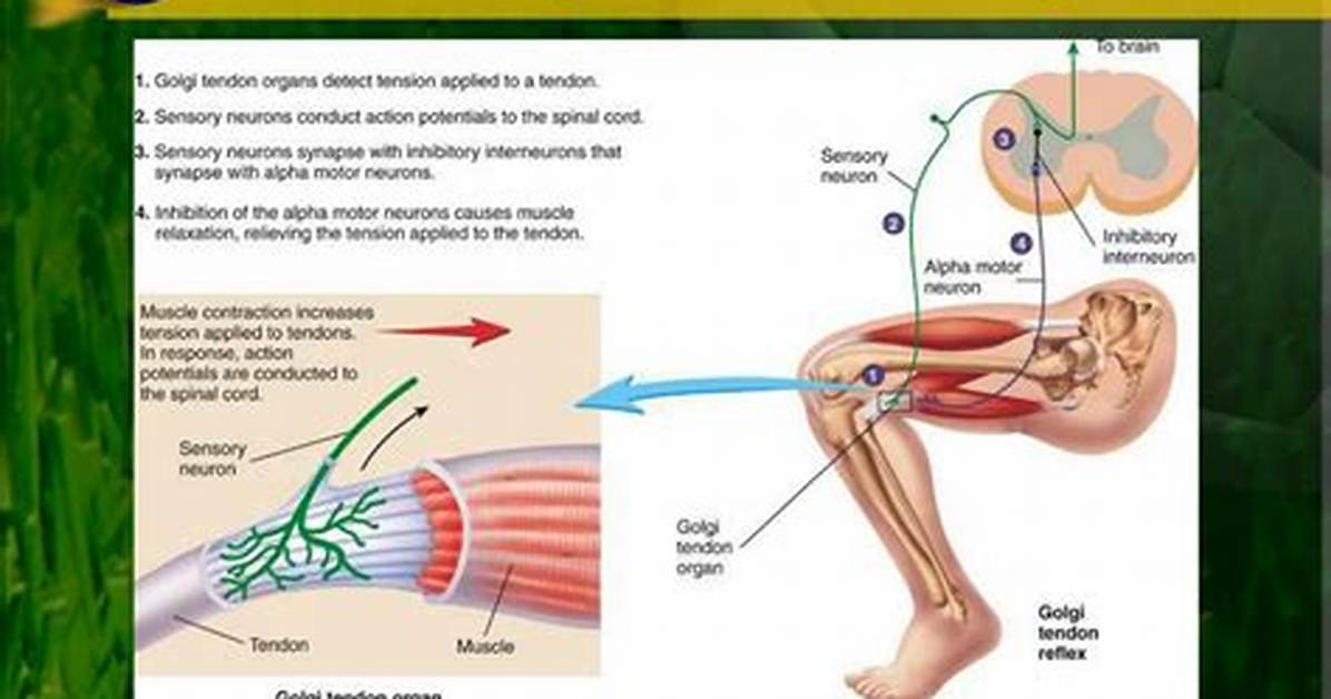 Golgi Tendon Organ Function