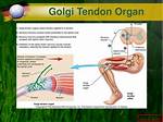 Golgi Tendon Organ Function