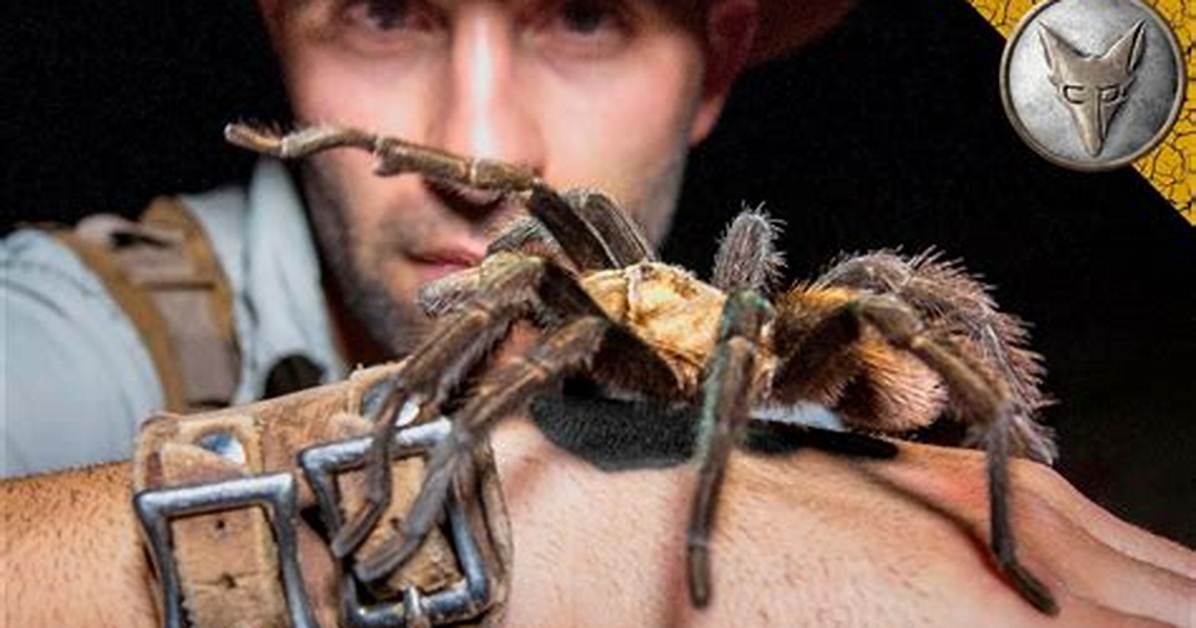 Goliath Birdeater Bite