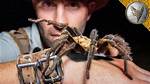 Goliath Birdeater Bite