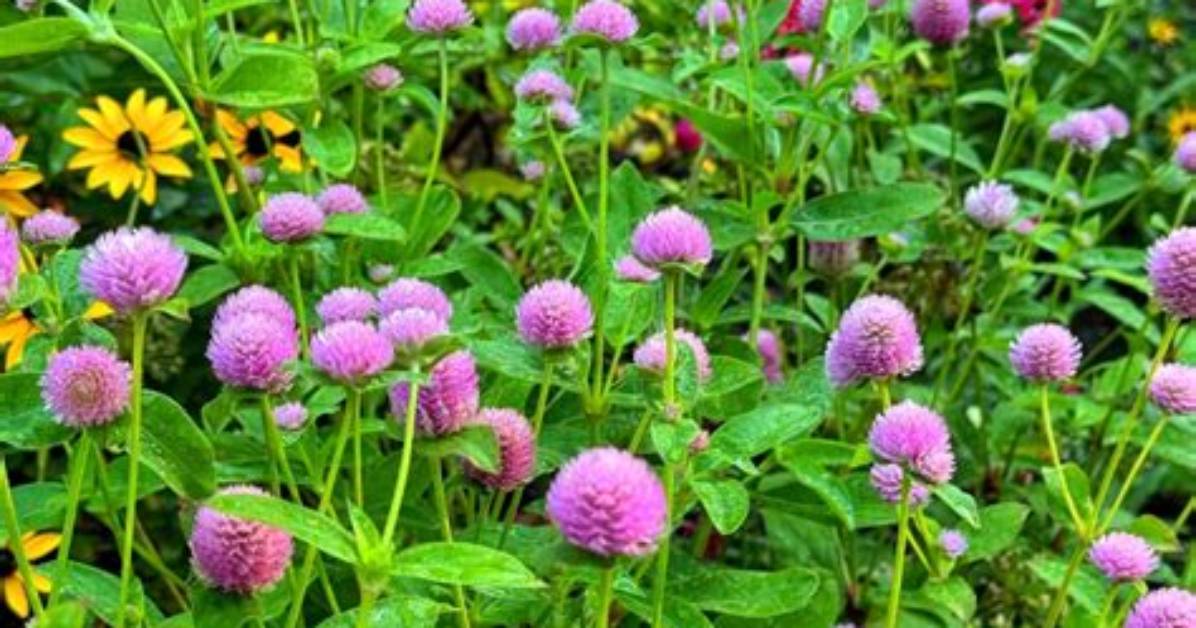 Gomphrena Flower