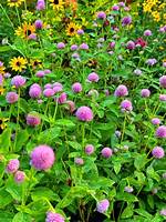Gomphrena Flower