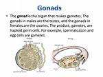 Gonads Function