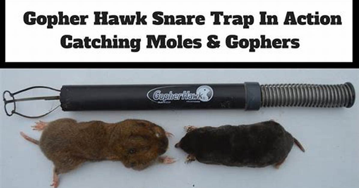 Gopher Hawk Traps