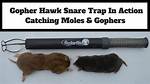 Gopher Hawk Traps