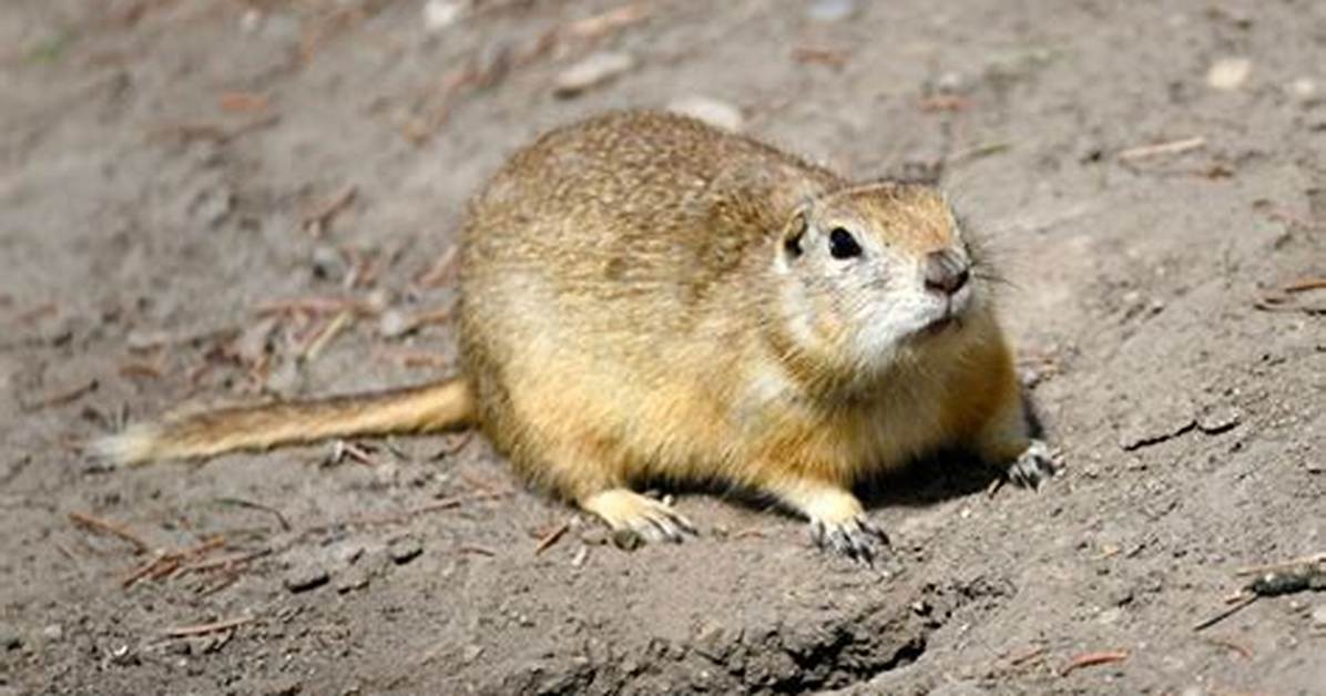 Gopher Tail