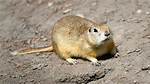 Gopher Tail