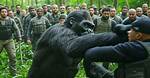 Gorilla for One