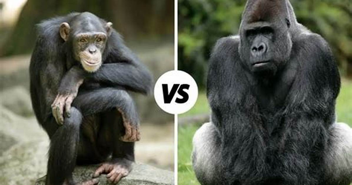 Gorilla or Chimp for Example