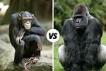 Gorilla or Chimp for Example