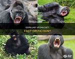 Gorillas Are Vegetarians