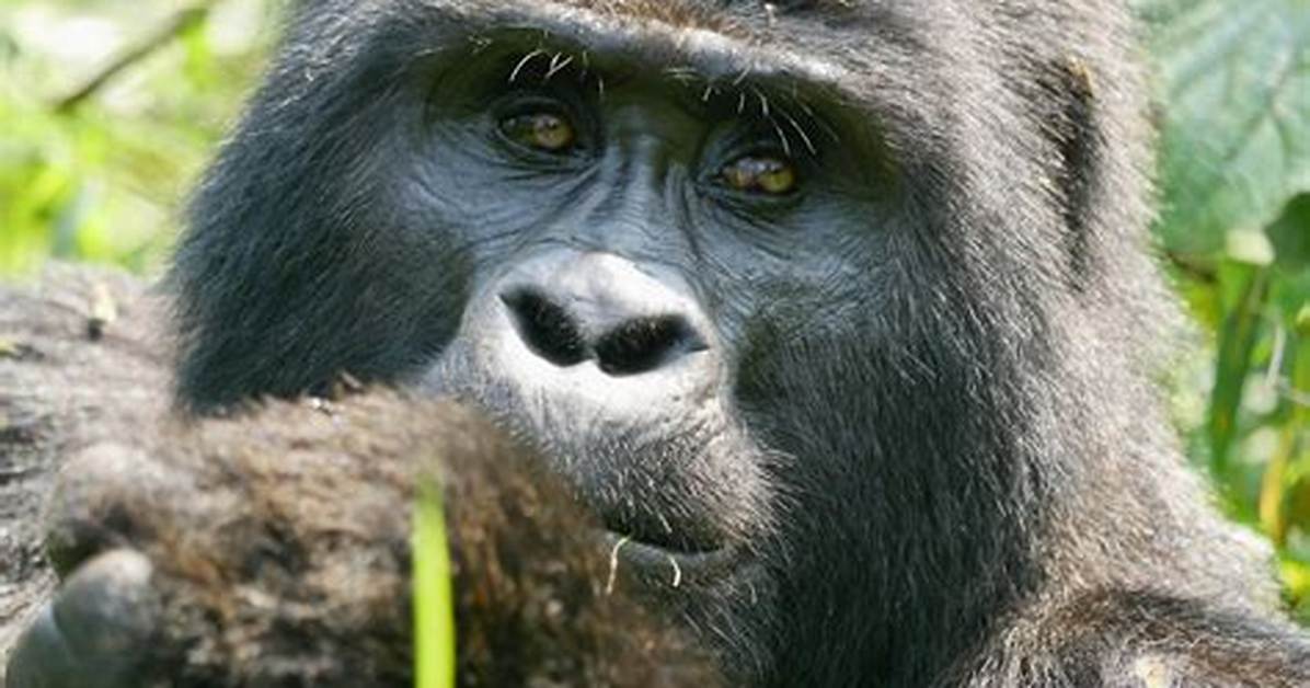 Gorillas for Example
