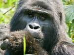Gorillas for Example