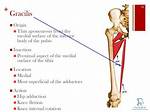 Gracilis Function
