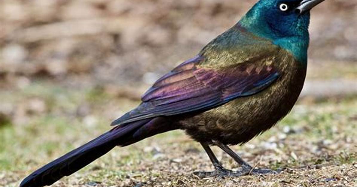 Grackle