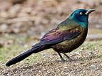 Grackle