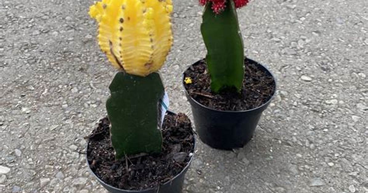 Grafted Cactus