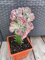 Grafted Cactus