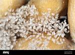 Grain Mites