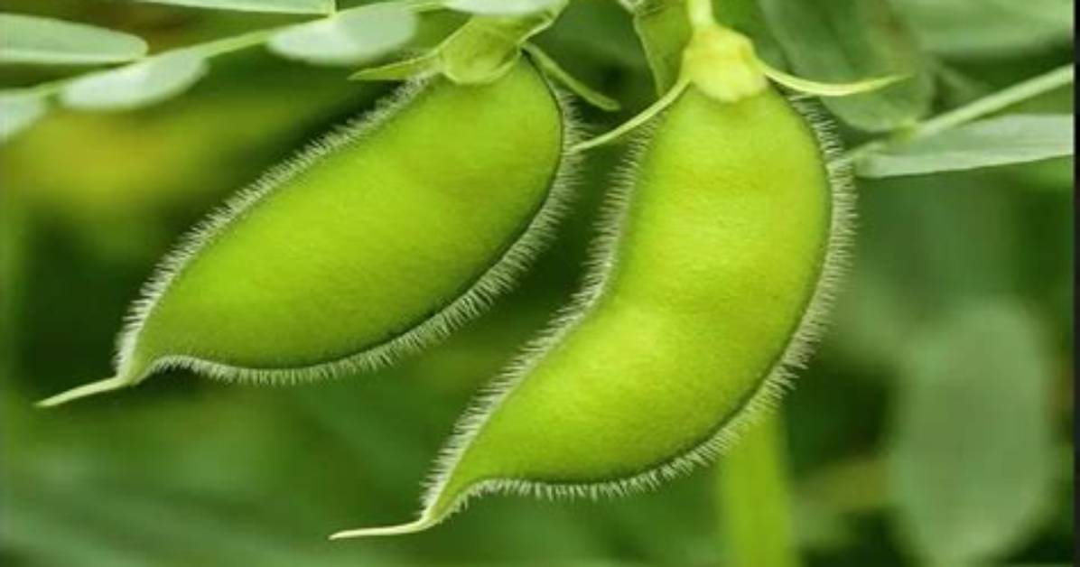 Gram Crop