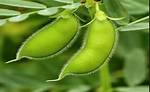 Gram Crop