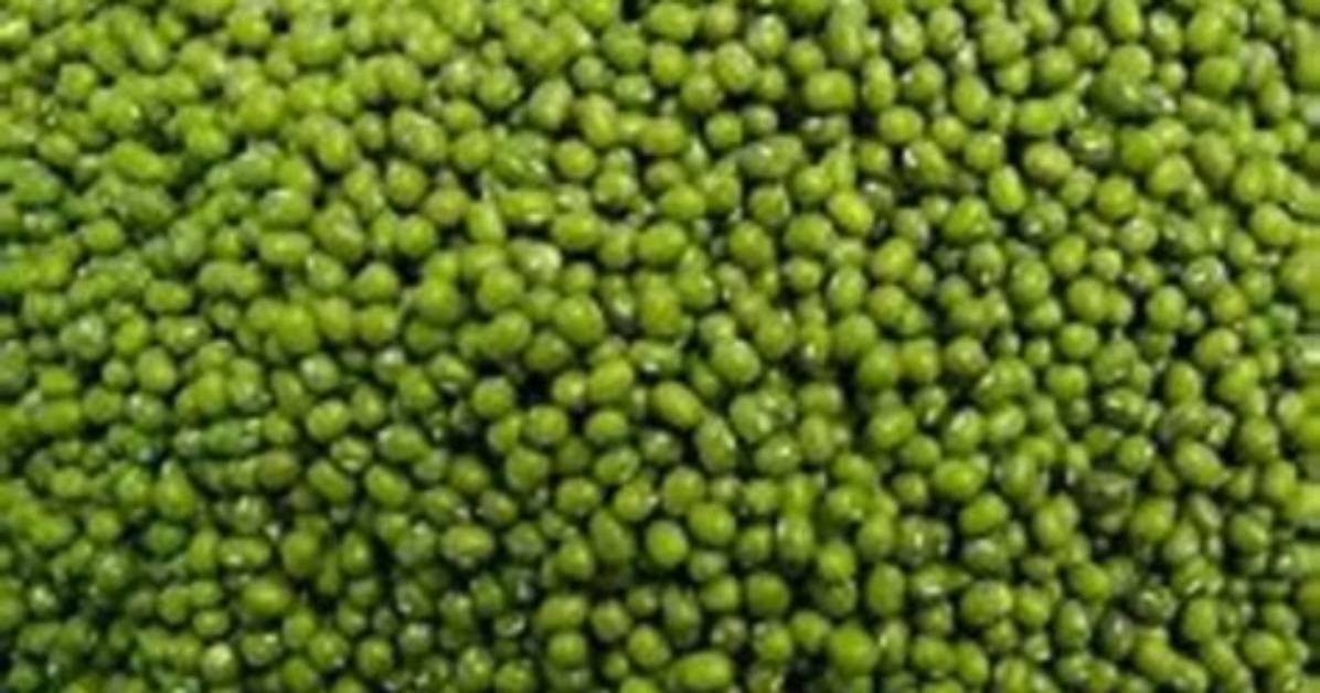 Gram Seed