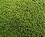 Gram Seed