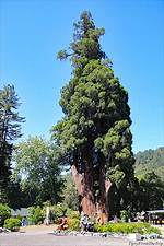 Grandfather Tree