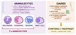 Granulocytes High