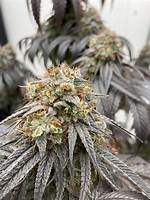 Grape Og Strain