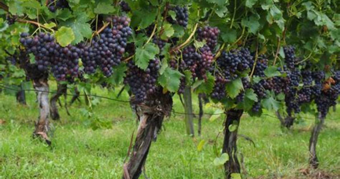 Grape Plant