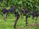 Grape Plant