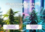 Grape Stomper