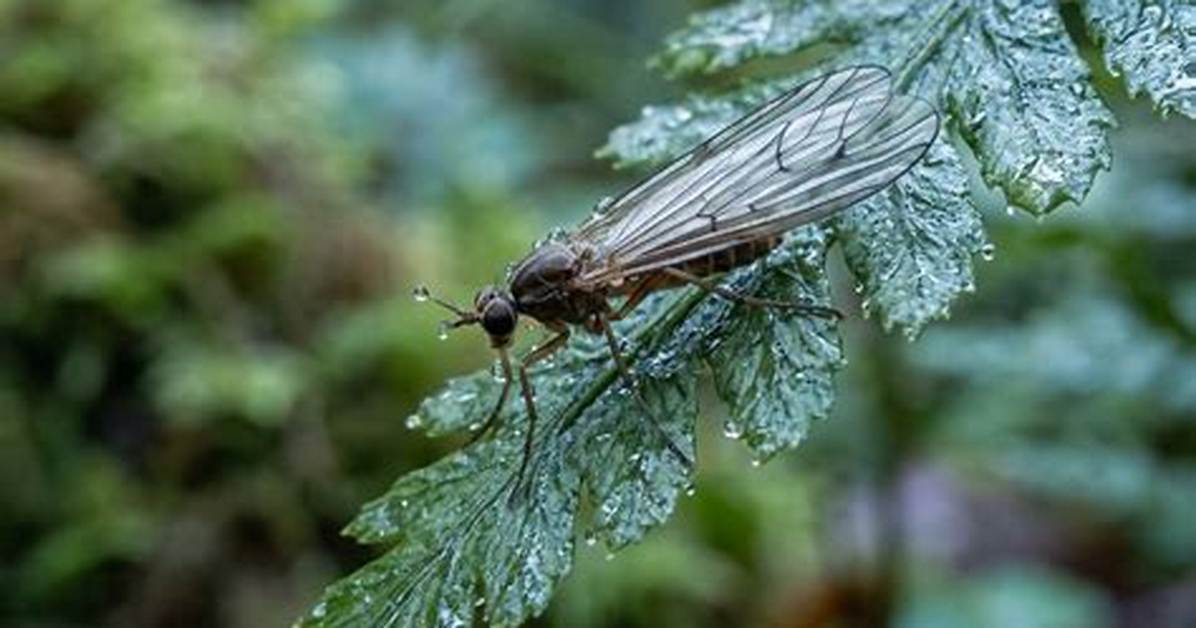 Grass Flies