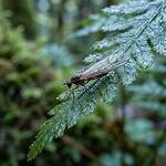 Grass Flies