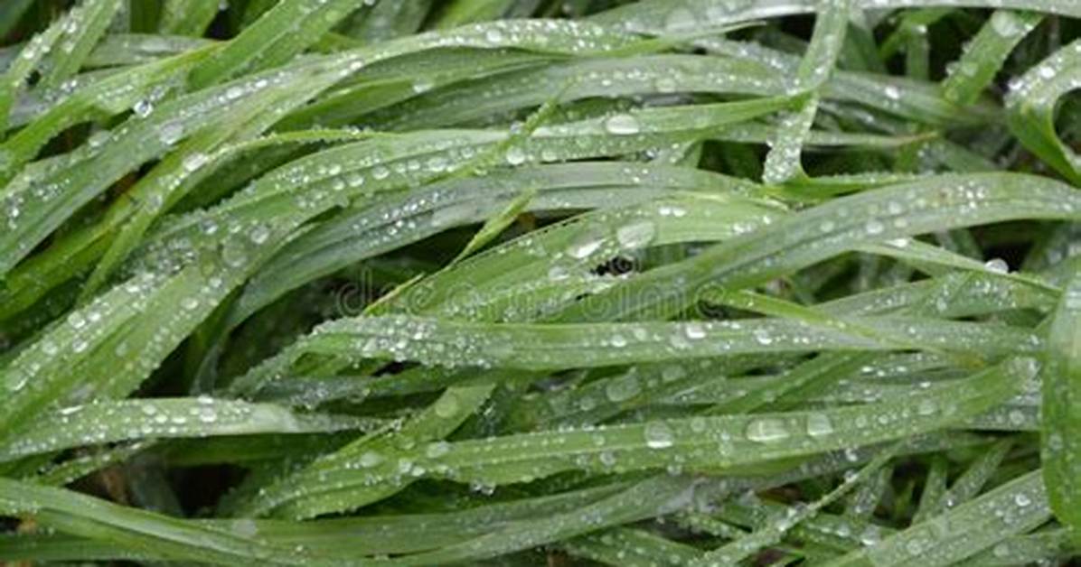 Grass Moisture