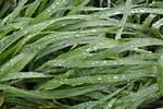 Grass Moisture