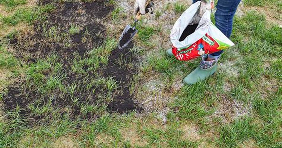 Grass Patch Repair