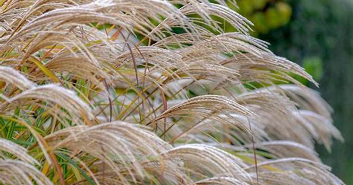 Grass Plumes