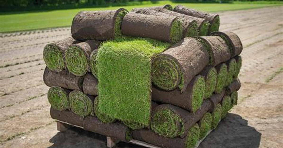 Grass Roll