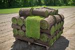 Grass Roll