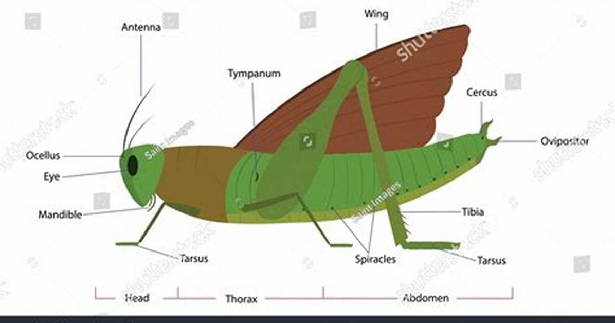 Grasshopper Wings