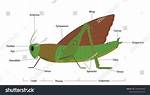 Grasshopper Wings